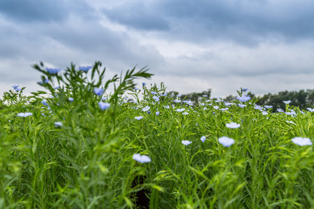 Flax blooms. Green flax field in summer Sunny day. Agriculture, the cultivation of flax.の写真素材
