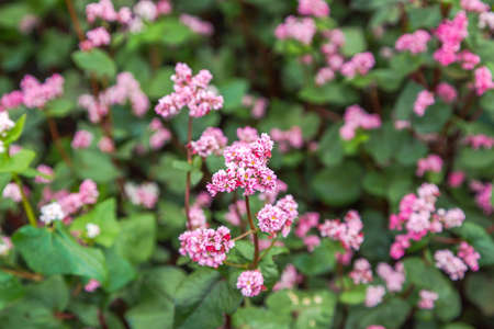 The buckwheat with red flowers Fagopyrum esculentumの写真素材