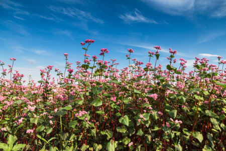 Red buckwheat flowers on the field. Blooming buckwheat. Buckwheat field on a summer sunny day.