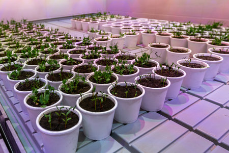White pots with seedlings of beetroot, peas in an artificial climate