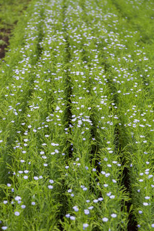 Flax blooms. Green flax field in summer Sunny day. Agriculture, the cultivation of flax.の写真素材