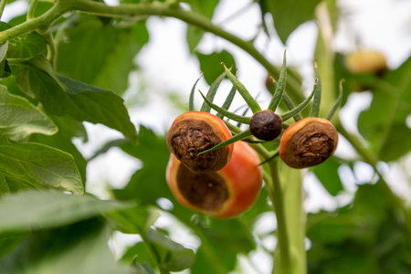 Still green, unripe, young tomato fruits affected by blossom end rot. This physiological disorder in tomato, caused by calcium deficiency.の写真素材