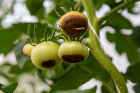 Still green, unripe, young tomato fruits affected by blossom end rot. This physiological disorder in tomato, caused by calcium deficiency.の写真素材