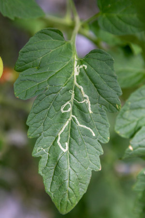 nightshade miner on a tomato leaf in a greenhouseの写真素材