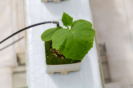 cucumber grown in a modern hydroponic greenhouseの写真素材