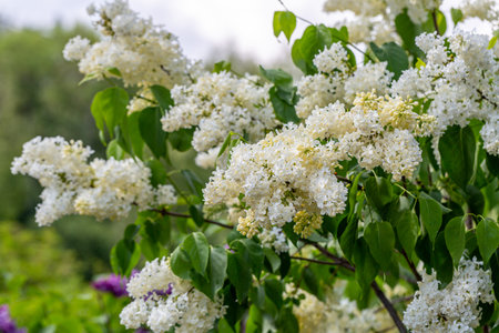 Blooming yellow lilac Primrose Syringa vulgarisの写真素材