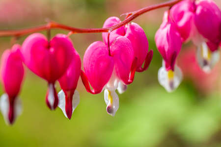 Close-up flowers of a bleeding heart Dicentra Spectabilsの写真素材