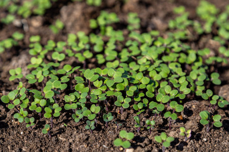 Mustard sprouts grown for organic fertilizer green manure sideratesの写真素材