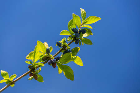 Ripe honeysuckle berries hang on a branchの写真素材