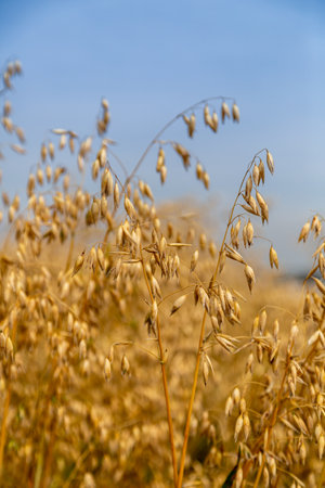 Golden ears of oat on the fieldの写真素材