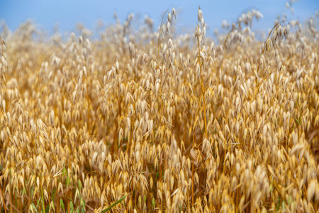 Golden ears of oat on the field