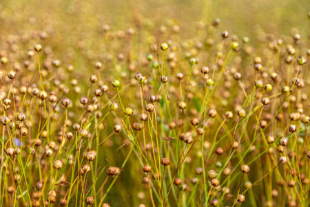golden field of flax during harvestの写真素材