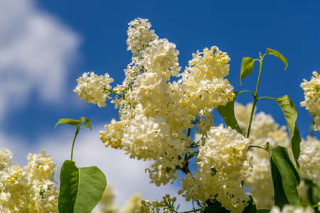 Blooming yellow lilac Primrose Syringa vulgarisの写真素材