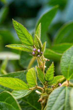 Soy flowers in sunny field. Green growing soybeansの写真素材