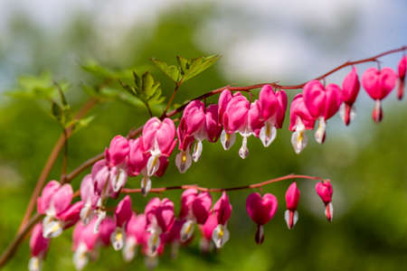 Close-up flowers of a bleeding heart Dicentra Spectabilsの写真素材