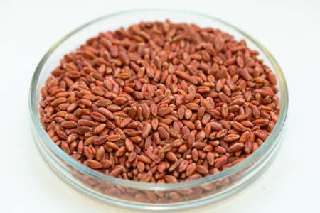 Wheat seeds, cereal seeds with red seed dressing or seed treatmentの写真素材