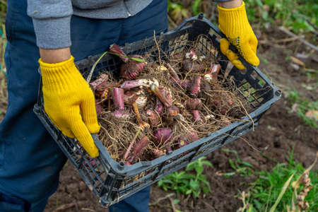 Garden pruning shears are yellow. Hands with gloves. Bulb of gladioli without soilの写真素材