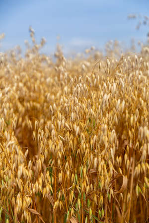 Golden ears of oat on the fieldの写真素材