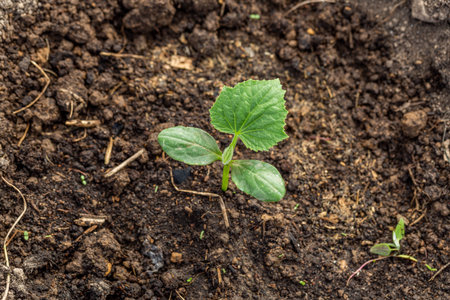 Young sprout new cucumber plant at soilの写真素材