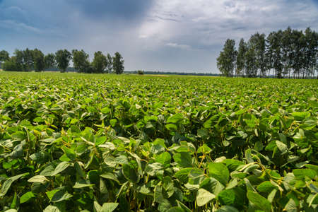 Close-up of a soybean plant field under a blue sky on a summer dayの写真素材