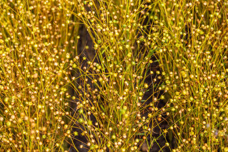 golden field of flax during harvestの写真素材