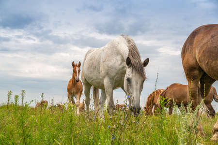 horses heavyweights walking in natureの写真素材