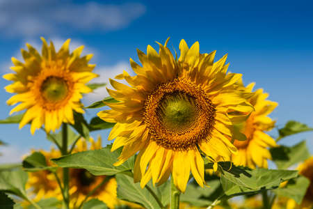 Sunflowers close up in field with the blue skyの写真素材