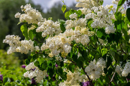 Blooming yellow lilac Primrose Syringa vulgarisの写真素材