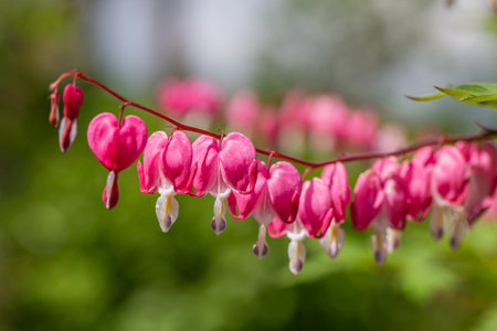 Close-up flowers of a bleeding heart Dicentra Spectabilsの写真素材