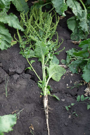inflorescence of sugar beet close up in the fieldの写真素材