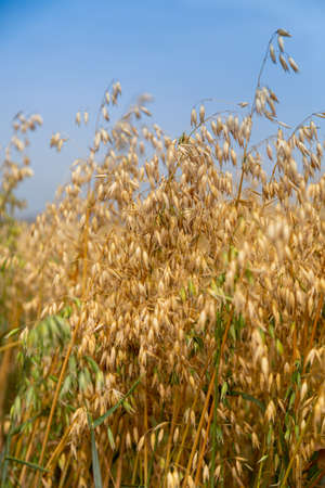 Golden ears of oat on the fieldの写真素材