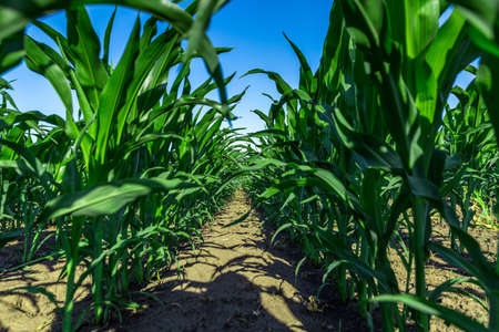 Green field of young corn with clean rowsの写真素材