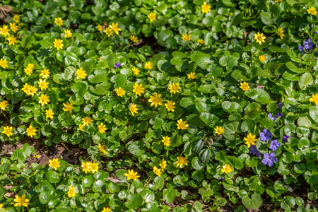Field yellow flowers on a background of green grassの写真素材