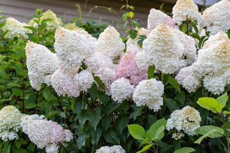 Hydrangea paniculata Vanille Fraise on a stemの写真素材