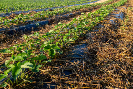 Agriculture landscape. Strawberry field close-up against the blue sky