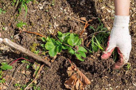 hands gardener weed and loosen the bed of strawberries