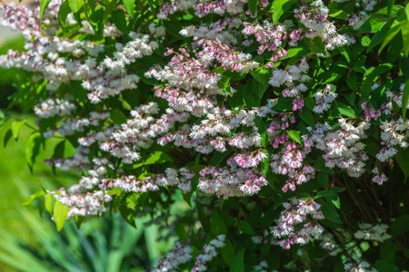Shrub with beautiful white and pink full flowers - Deutzia scabra flowering in springの写真素材