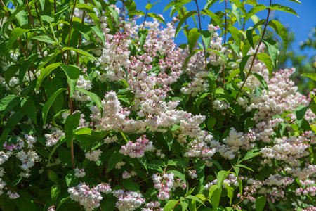 Shrub with beautiful white and pink full flowers - Deutzia scabra flowering in springの写真素材