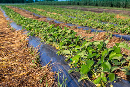Strawberry plantation under mulch foil and with drip irrigation. Plants growing under black plastic sheets.の写真素材