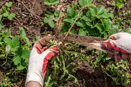 hands of a gardener with a weed dandelion rootの写真素材
