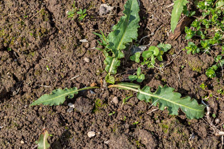 Horse sorrel weed in the garden. Rumex confertus leaf rosetteの写真素材