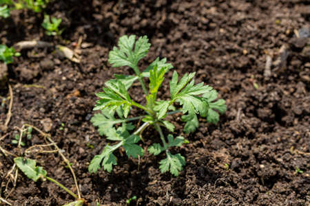 wormwood weed in the gardenの写真素材