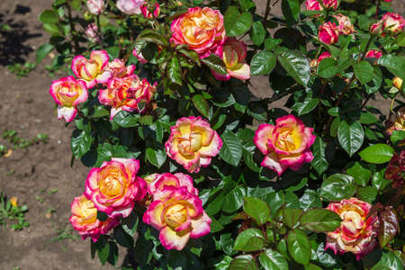 Close-up of garden rose Orient Expressの写真素材