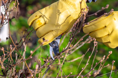 Pruning currant bushes in autumn. Garden work. The pruner in the hands of the gardener.の写真素材