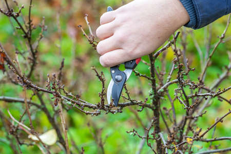 Pruning currant bushes in autumn. Garden work. The pruner in the hands of the gardener.の写真素材