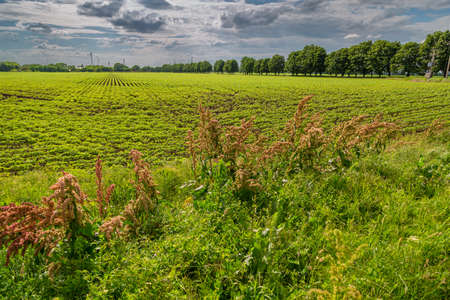 Rumex in the flowering meadow near field. Horse sorrelの写真素材