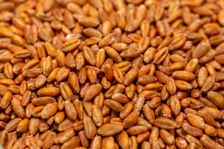 Wheat seeds, cereal seeds with red seed dressing or seed treatmentの写真素材