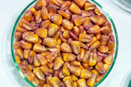 Corn seeds in petri dishes with a red pesticideclose-up. Plant protection concept. Corn in Petri dishes in the laboratory on the test.の写真素材
