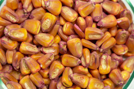 Corn seeds in petri dishes with a red pesticideclose-up. Plant protection concept. Corn in Petri dishes in the laboratory on the test.の写真素材