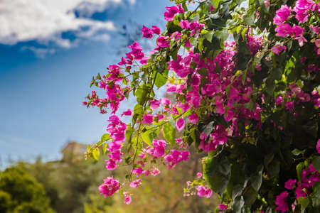 Blooming bougainvillea. Magenta bougainvillea flowers. Bougainvillea flowers as a background.の写真素材